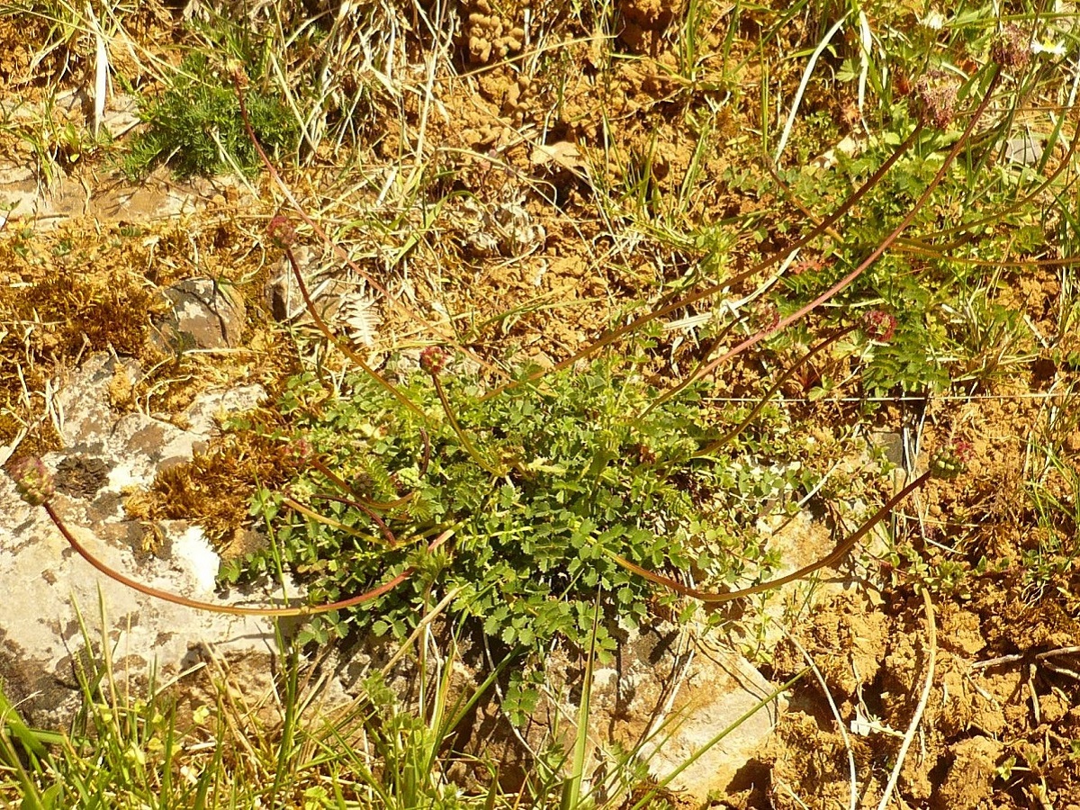Poterium sanguisorba subsp. sanguisorba (Rosaceae)